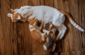 kittens